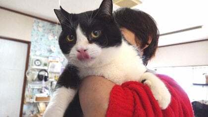 目はふさがりガリガリ…野良の時はわずか950g⇒9kgの“貫録ネコ”に 保護