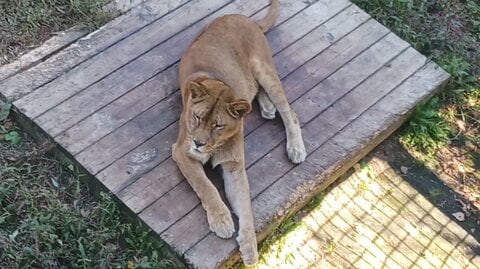 【板挟みの動物たち】ノースサファリに市が「除却命令」出す→20年超の違法建築に“強制力ある”措置に切り替え＿期限は2026年10月末、運営会社側は「遺憾」と反発も撤去進める意向〈北海道札幌市〉