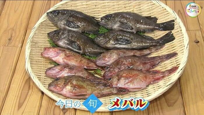 春に旬を迎える魚「メバル」