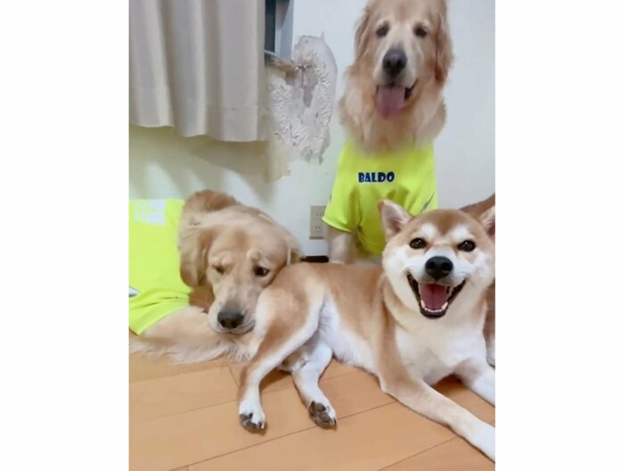 リブレくんだけ落ち込んでいるようだ(提供:ムックパパさん)
