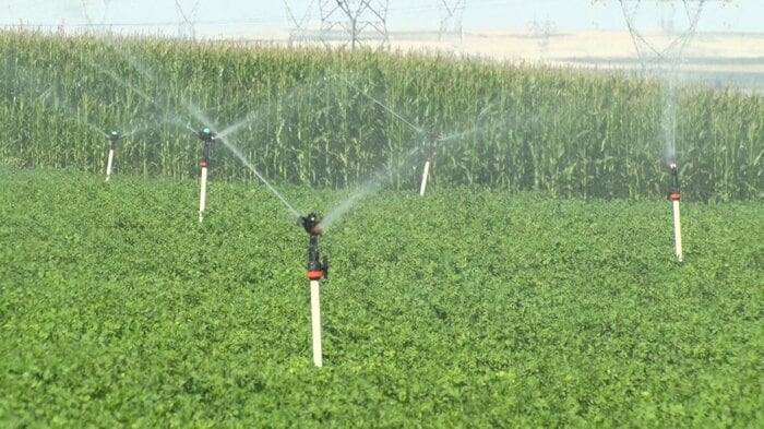 穀物を育てるために大量の水を消費している