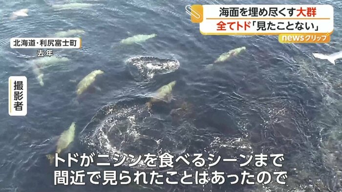 ニシンを食べていたトドたち