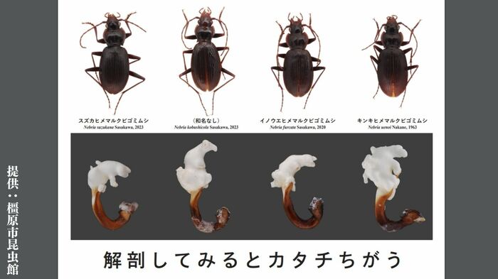 見た目はそっくり でもオスの交尾器が異なる 提供:橿原市昆虫館