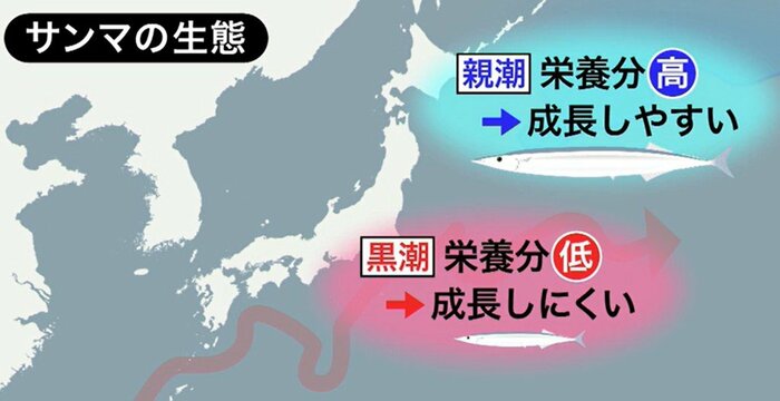 餌が豊富な親潮海流で成長した後、南下してきたサンマを漁獲する