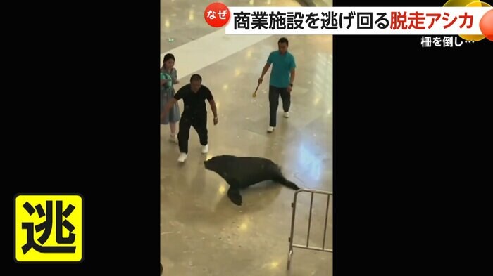 大きな体を左右に振りながら逃げ回るアシカ(中国SNSより)