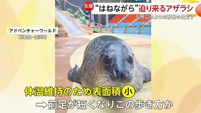 前足が短いために“跳ねる”アザラシ(提供:アドベンチャーワールド)