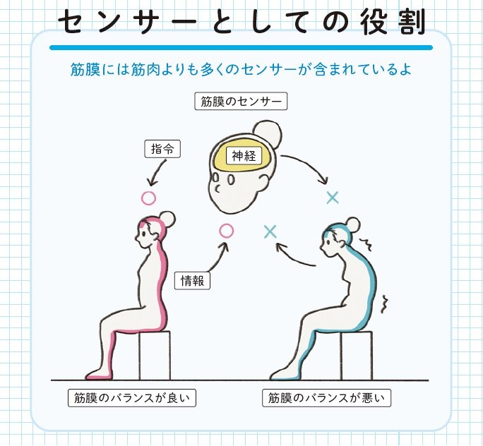 『筋肉のつながり図鑑』より