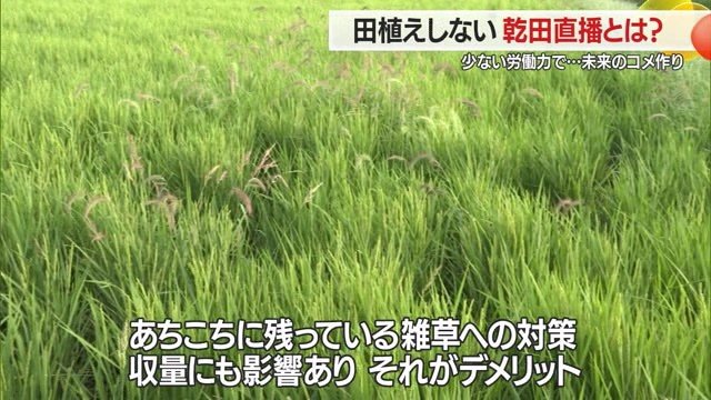 雑草があるとイネの生育・栄養状態が悪くなるため、質の低下につながることも
