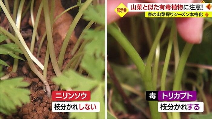 茎にも特徴が…