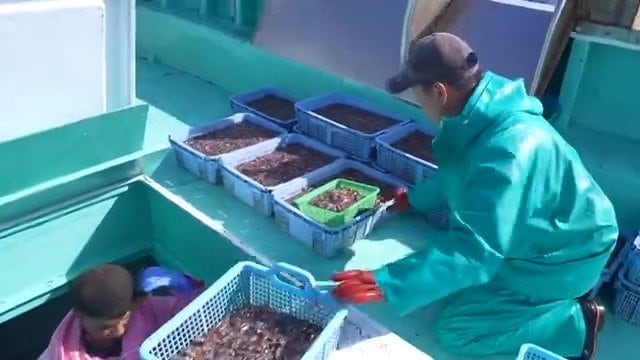 漁獲枠を守るため船上で計量する