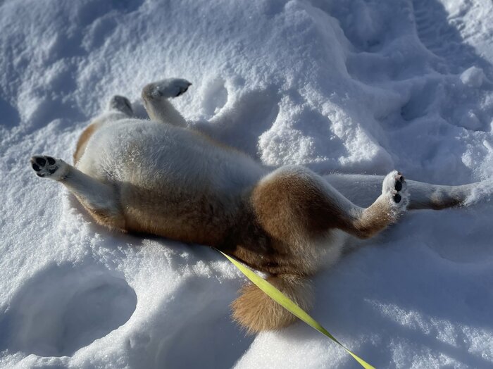 雪の上でゴロゴロ~