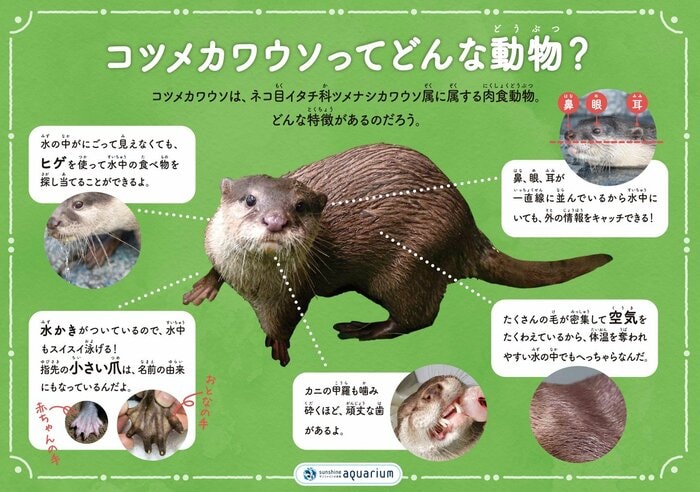 コツメカワウソの特徴(提供:サンシャイン水族館)