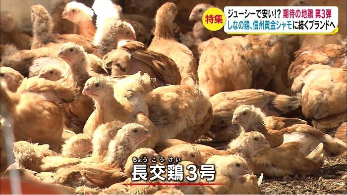 ※鳥インフルエンザ警戒のため県保健所の職員が撮影