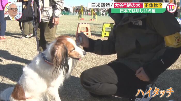 大谷選手と“あの犬”のように取材スタッフも「ハイタッチ」