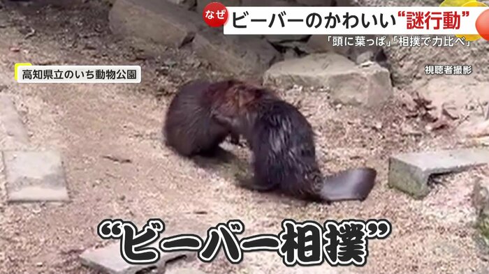 相撲にしか見えない押し合うビーバーの様子(視聴者撮影)