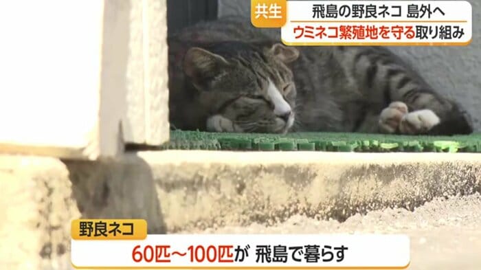 のどかな島でゆったり過ごす飛島ネコ