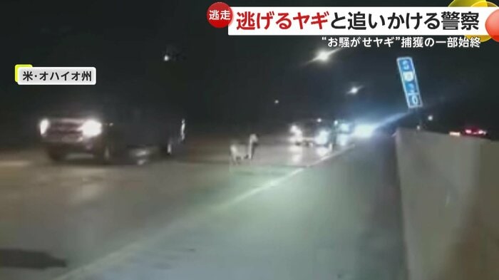 車と衝突寸前となっているヤギ(Akron Police Department)