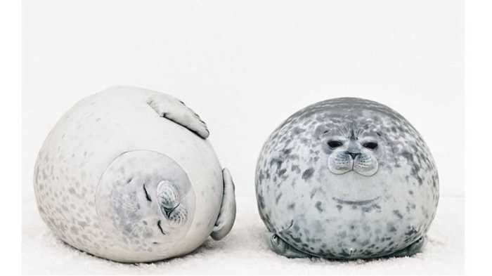 海 遊館 アザラシ ゆき ちゃん