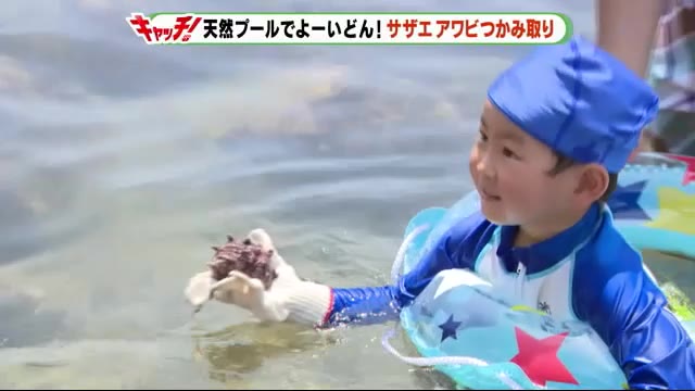 見つけた! サザエとアワビのつかみ取り 静岡・東伊豆町