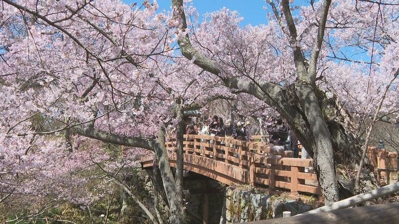 「天下第一の桜」長野・伊那市の高遠城址公園は満開　約1500本の「タカトオコヒガンザクラ」｜FNNプライムオンライン