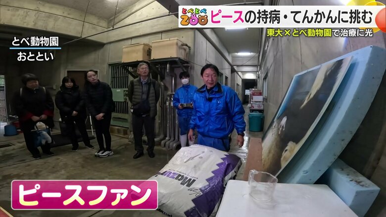 アザラシオイルが救った病ーとべ動物園のアイドル・ピースが10年来のてんかん発作から解放される奇跡 #とべとべZOO【愛媛発】|FNNプライムオンライン