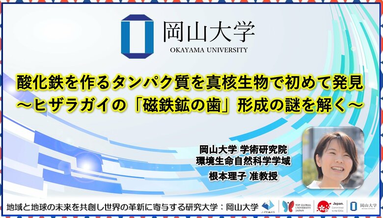 【岡山大学】酸化鉄を作るタンパク質を真核生物で初めて発見~ヒザラガイの「磁鉄鉱の歯」形成の謎を解く~
