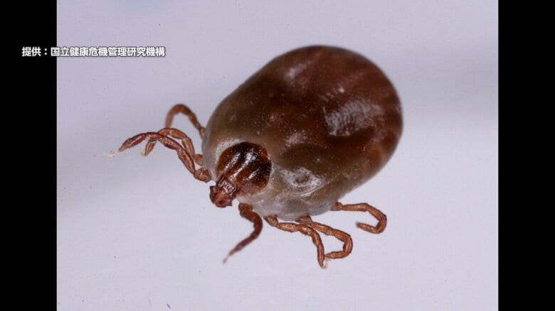 マダニが媒介する感染症「SFTS」過去最多に 致死率は10～30％ かまれたら自分で取り除かずに医療機関受診を｜FNNプライムオンライン
