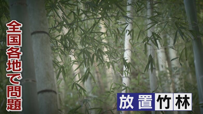 放置竹林から純国産メンマ  豚骨ラーメン発祥の地にぴったりの特産品誕生  「美味しく食べて竹林整備」【福岡発】｜FNNプライムオンライン