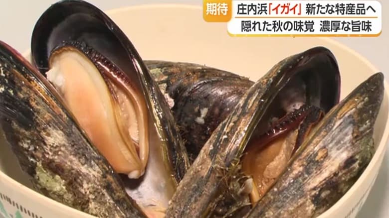 「イガイにうまい」庄内浜の伝統貝“イガイ”を新たな特産品へ 安値課題も岩ガキ減少受けて県漁協が消費拡大・単価向上ねらう【山形発】|FNNプライムオンライン