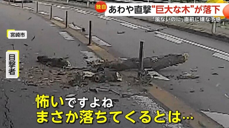 「風もないのに揺れていた」直前の嫌な予感が的中！突然目の前に巨大な木が落下し直撃寸前「まさか落ちてくるとは」　宮崎市｜FNNプライムオンライン