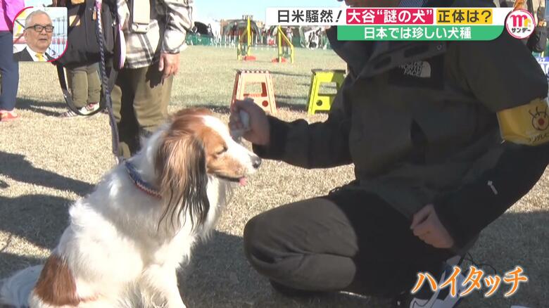 大谷選手と“あの犬”のように取材スタッフも「ハイタッチ」