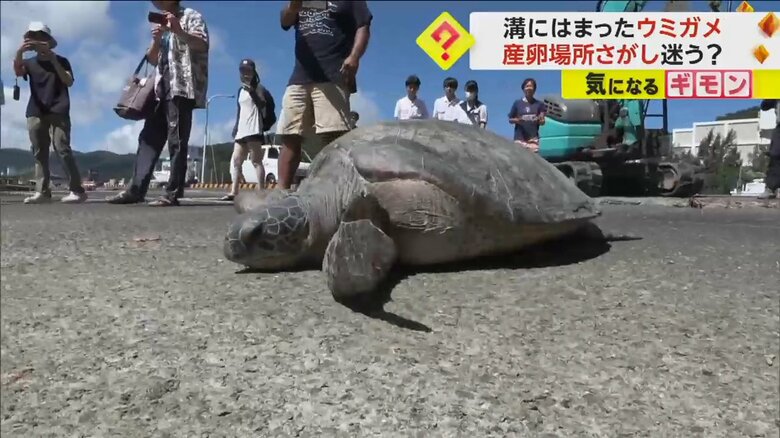 海へ向かうウミガメ
