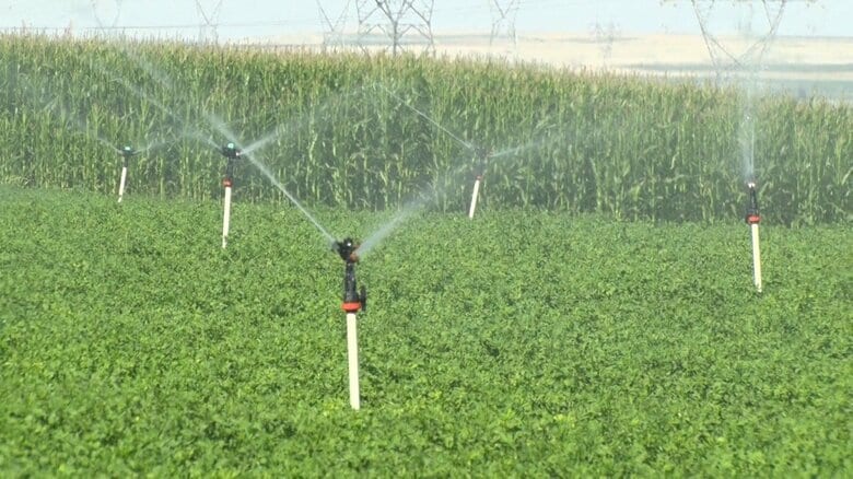 穀物を育てるために大量の水を消費している