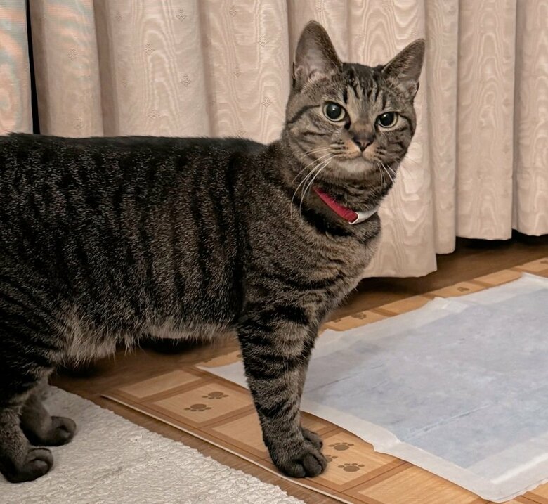 ドヤ顔