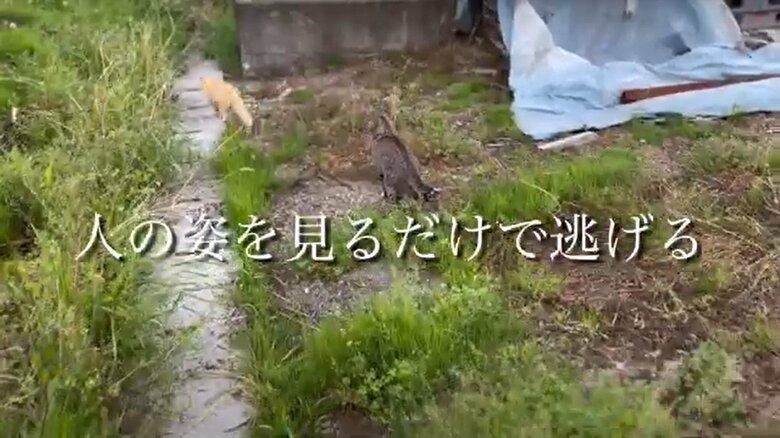 チャミちゃんを迎えるまで（2）