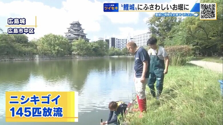 広島城のお堀へニシキゴイを1匹ずつ放流