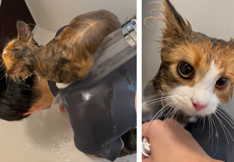 旦那さんの上に乗る麦ちゃんを飼い主さんが洗う様子　上や前からシャワーをかける