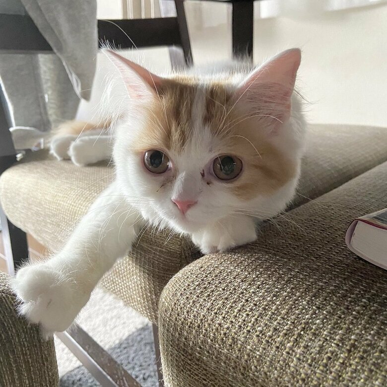 こちらに手を伸ばす可愛らしい様子