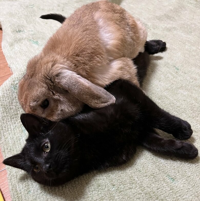 くまじろうくん（黒猫）にぴったりなきなおくん（うさぎ）