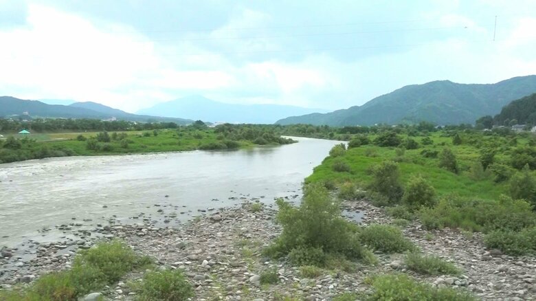 大麻草が栽培されていた九頭竜川の河川敷