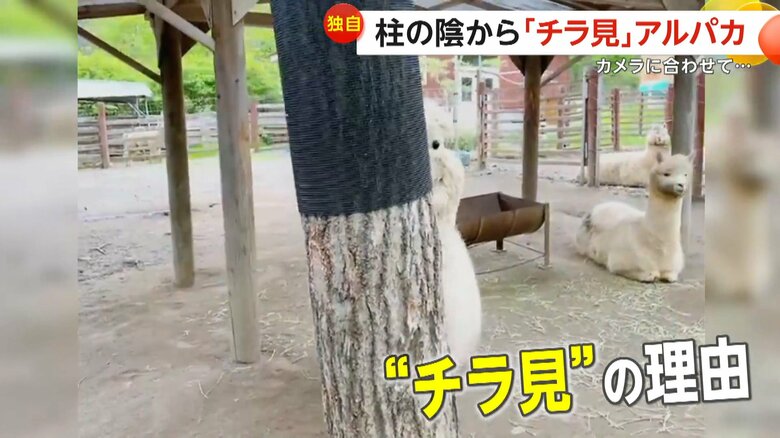 カメラを右に振ると、ほんの少しだけ動いて顔を覗かせたエルシーちゃん