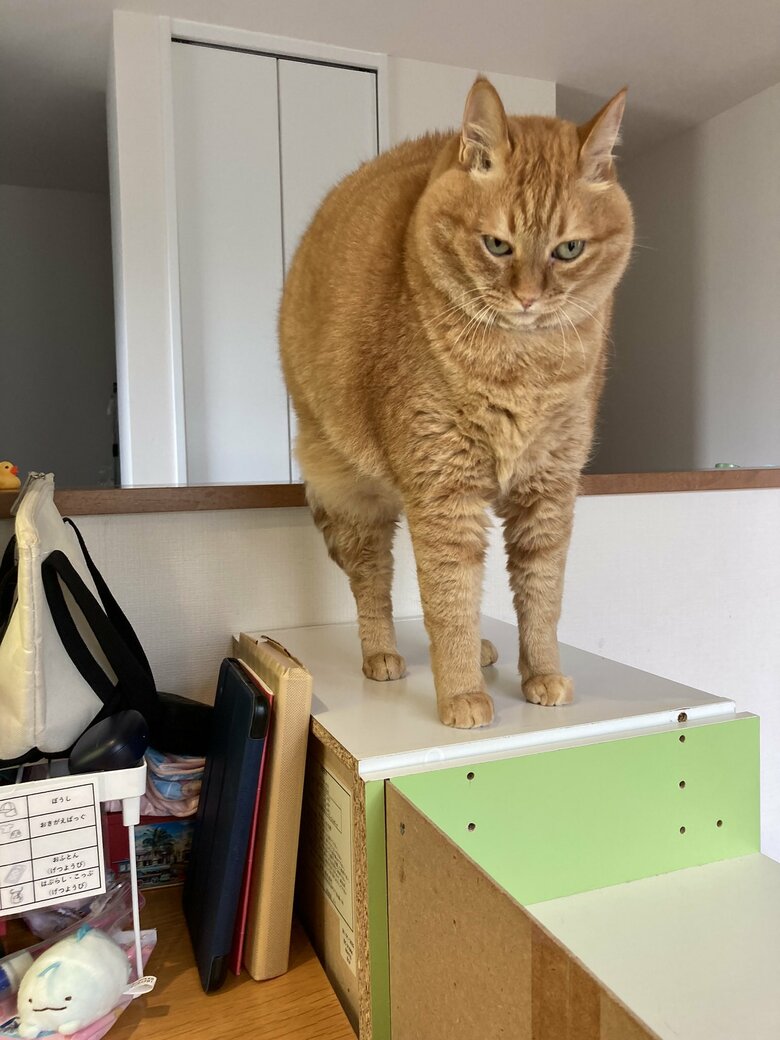 提供：すずつむふうさん