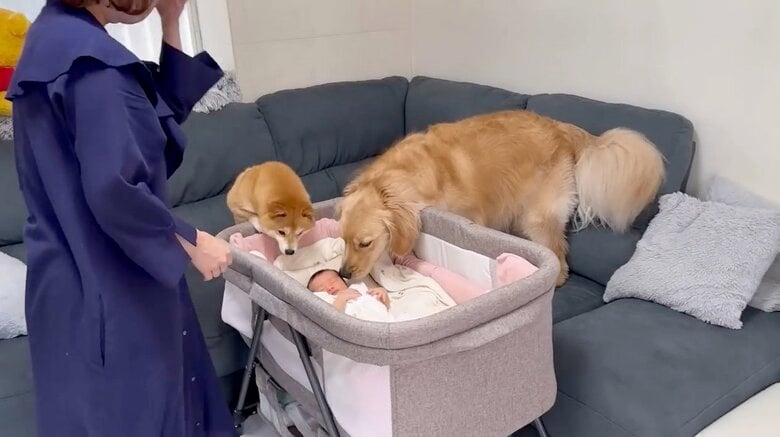 見つめる姿が微笑ましい（提供：豆柴うに&ゴールデンレトリバーおからさん）