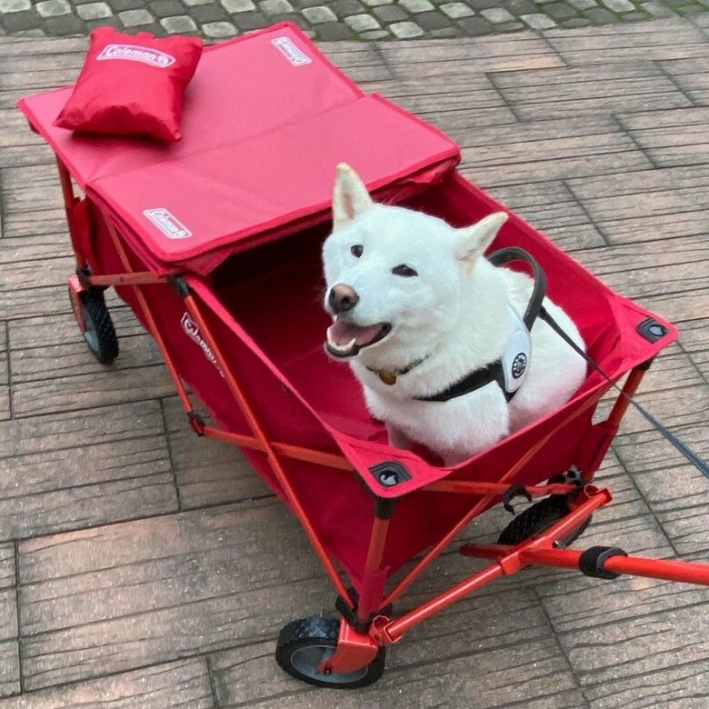 ワゴンに乗って