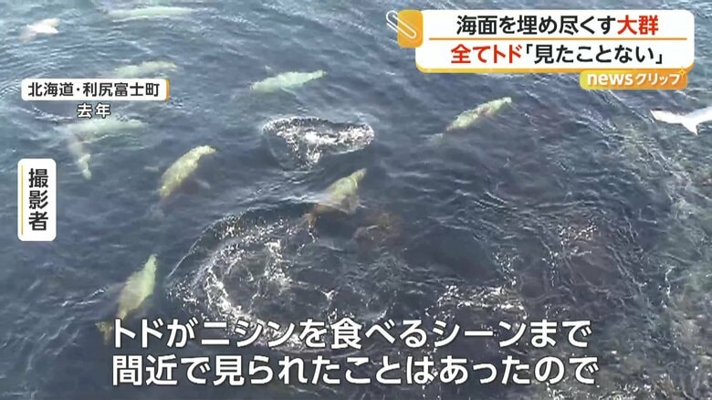 ニシンを食べていたトドたち