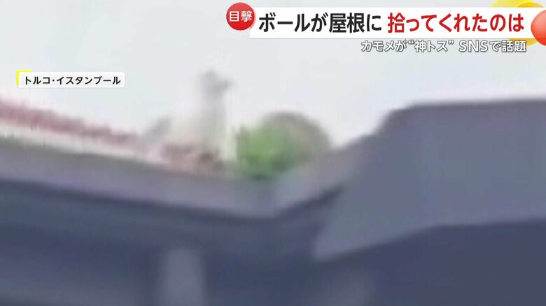 ボールを屋根から落とそうとしているかのような動きだったカモメ