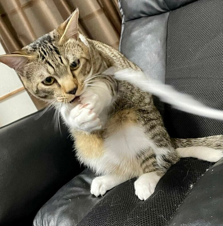 猫じゃらしを必死に捕まえようとしている様子