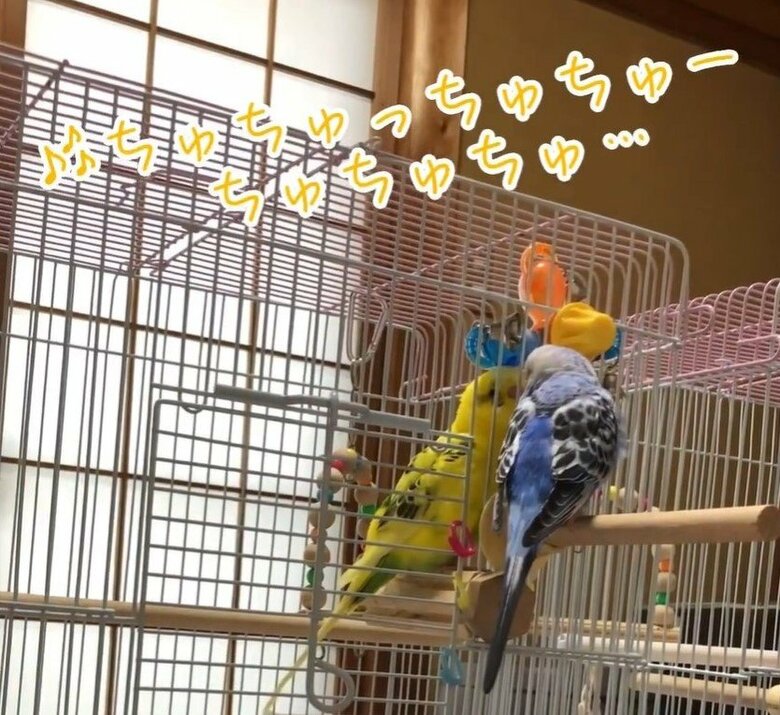 2羽はケージ越しで、よく話していた
