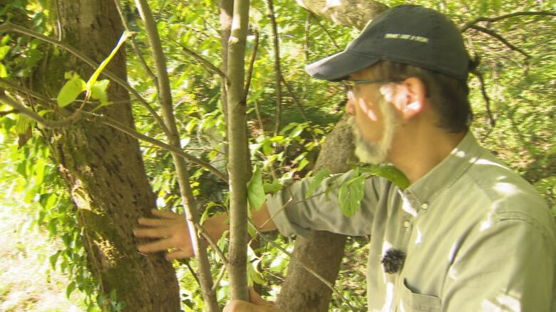 クマの爪痕が残る柿の木