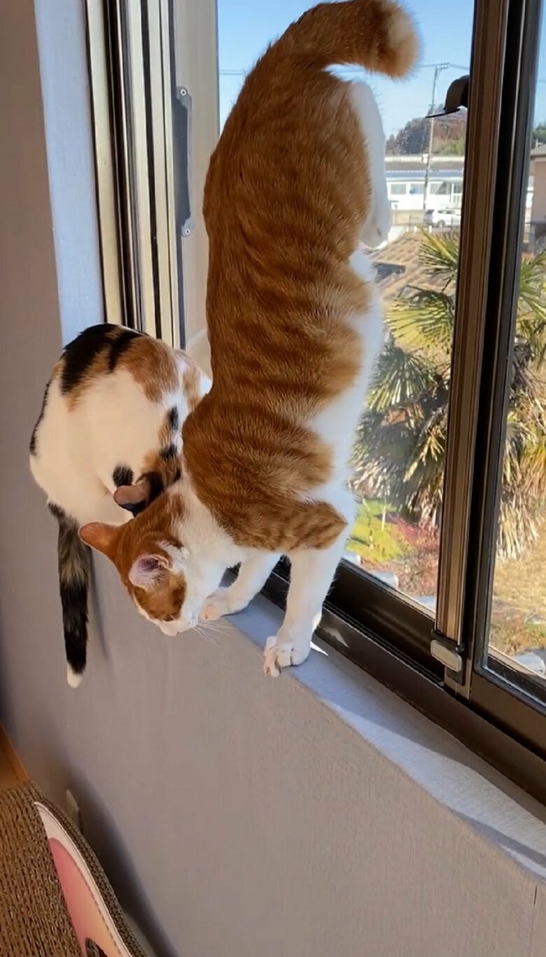 華麗に逆立ちをして…